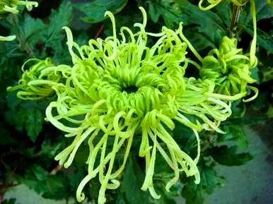 菊花的常见品种是什么？名贵菊花品种排名第一
