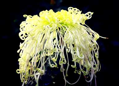 菊花的常见品种是什么？名贵菊花品种排名第一