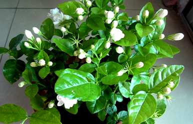 茉莉花怎么种得越来越好？茉莉花怎么种？