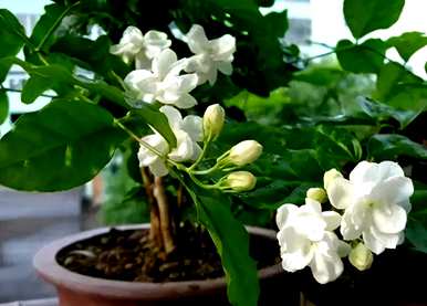 茉莉花怎么种得越来越好？茉莉花怎么种？