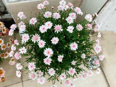 木菊的养殖方法，木春菊如何养殖？
