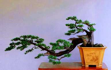 刺柏曲干盆景，刺柏盆景怎么养