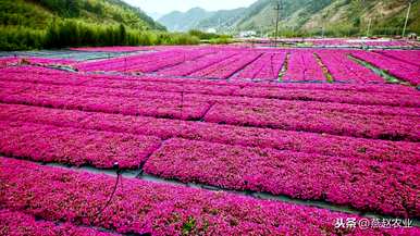 芝樱花种子何时播种，芝樱花种子何时播种