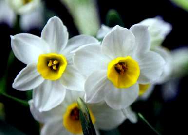 什么是水仙花花语，什么是水仙花花语？