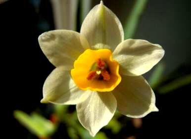 什么是水仙花花语，什么是水仙花花语？
