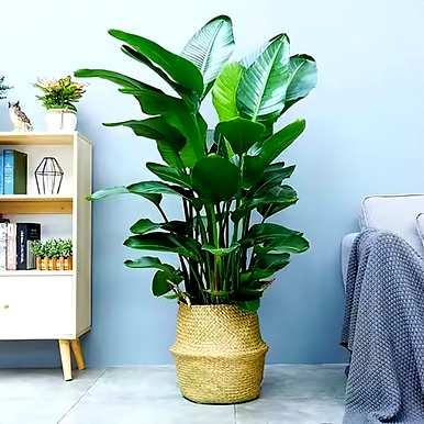 卧室适合养什么花和植物？卧室床头放什么植物或花最好？