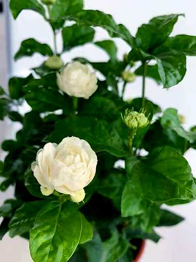 卧室适合养什么花和植物？卧室床头放什么植物或花最好？
