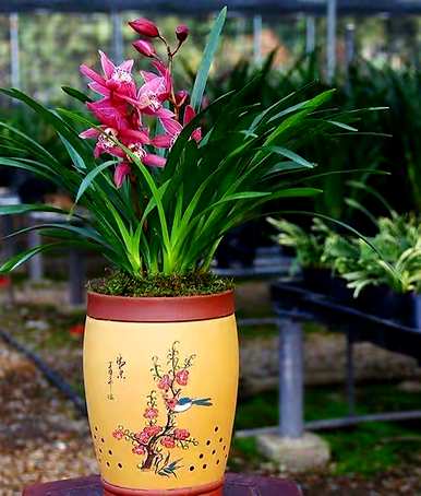 卧室适合养什么花和植物？卧室床头放什么植物或花最好？