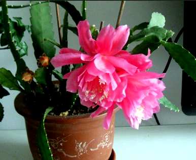 卧室适合养什么花和植物？卧室床头放什么植物或花最好？