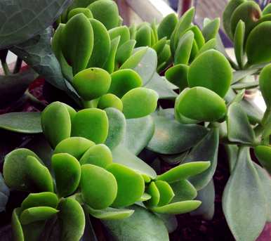 卧室适合养什么花和植物？卧室床头放什么植物或花最好？
