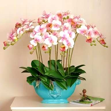卧室适合养什么花和植物？卧室床头放什么植物或花最好？