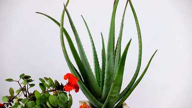 卧室适合养什么花和植物？卧室床头放什么植物或花最好？
