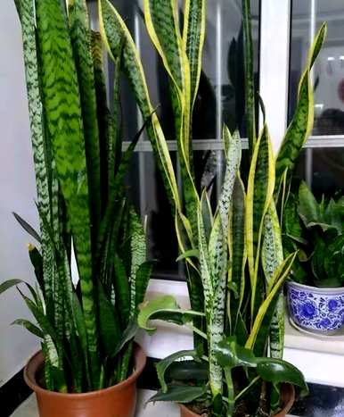 卧室适合养什么花和植物？卧室床头放什么植物或花最好？