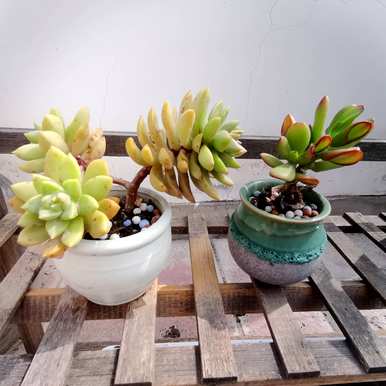 卧室适合养什么花和植物？卧室床头放什么植物或花最好？