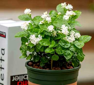 卧室适合养什么花和植物？卧室床头放什么植物或花最好？