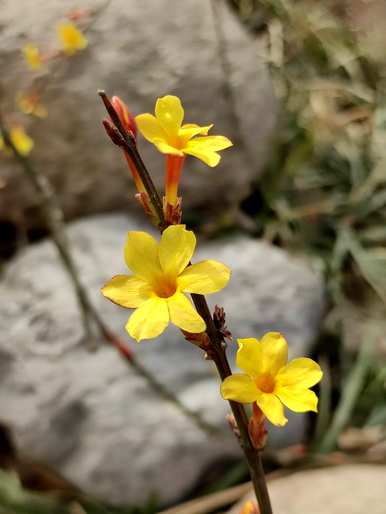 春天开的花有哪些？