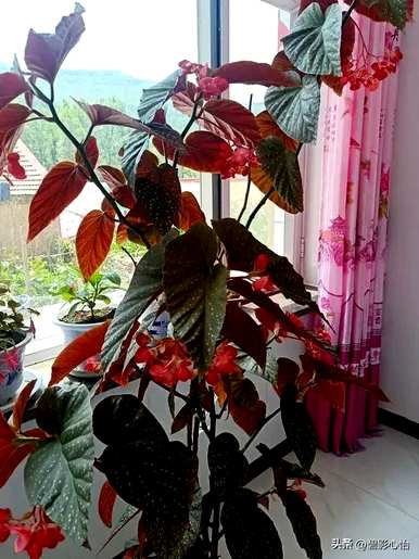 竹节海棠一年开几次花，竹节海棠一盆几苗最好