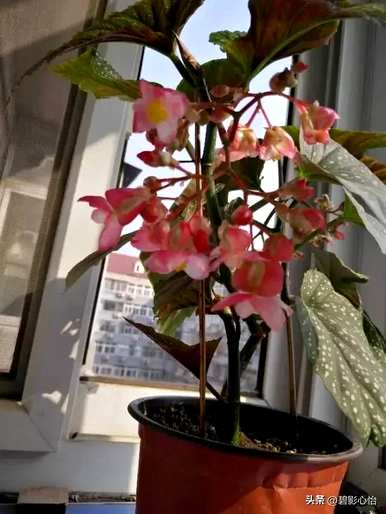 竹节海棠一年开几次花，竹节海棠一盆几苗最好