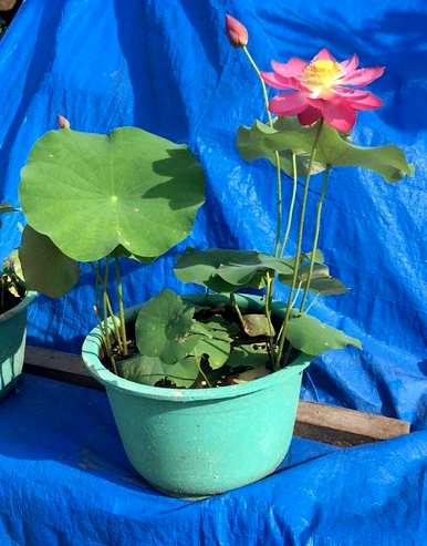 小睡莲种植方法种子，如何种植睡莲图片