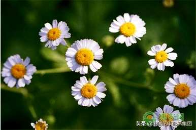 洋甘菊的爱情花语是什么，洋甘菊的花语和寓意是什么？