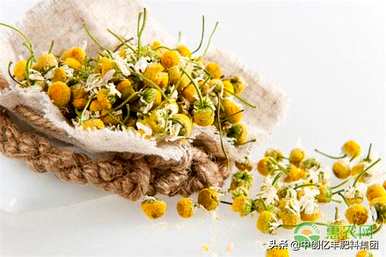 洋甘菊的爱情花语是什么，洋甘菊的花语和寓意是什么？