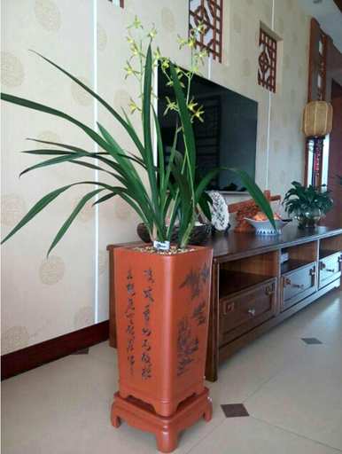 兰花的品种和价格是多少？兰花品种的全图和名称