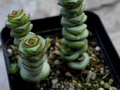 钱串花的养殖方法及注意事项，绿植钱串花的养殖方法