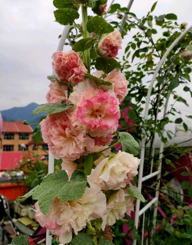 蜀葵何时开花，蜀葵何时开花