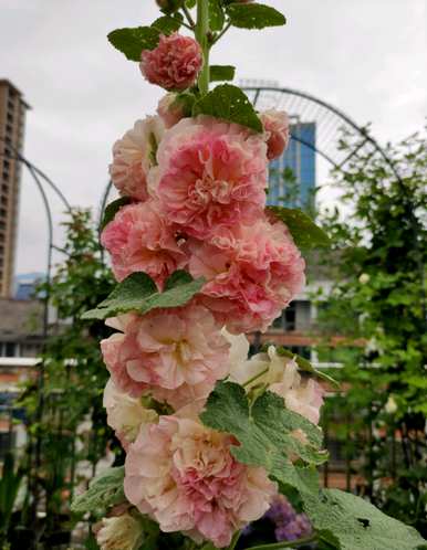 蜀葵何时开花，蜀葵何时开花
