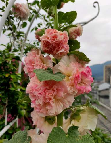 蜀葵何时开花，蜀葵何时开花
