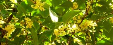 桂花苗是怎么种的，桂花苗是怎么种的？