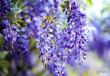 藤萝花什么时候开，紫藤萝花什么季节开？