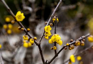 如何维护梅花盆景？梅花盆景最怕什么？