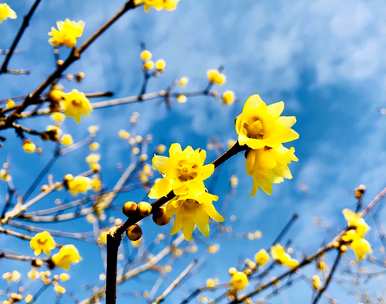 如何维护梅花盆景？梅花盆景最怕什么？