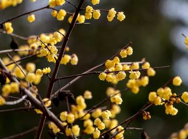 如何维护梅花盆景？梅花盆景最怕什么？