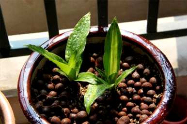 金心也门铁盆栽植物好养吗？也门铁植物怎么养？