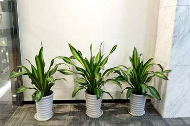 金心也门铁盆栽植物好养吗？也门铁植物怎么养？