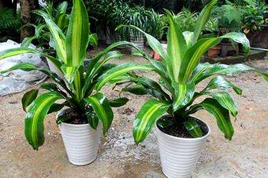 金心也门铁盆栽植物好养吗？也门铁植物怎么养？