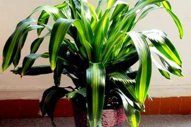金心也门铁盆栽植物好养吗？也门铁植物怎么养？
