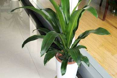 金心也门铁盆栽植物好养吗？也门铁植物怎么养？