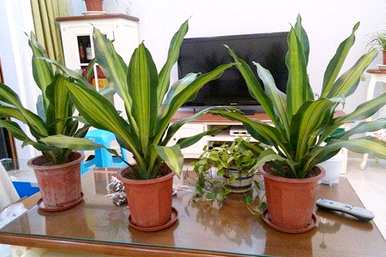 金心也门铁盆栽植物好养吗？也门铁植物怎么养？