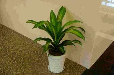 金心也门铁盆栽植物好养吗？也门铁植物怎么养？