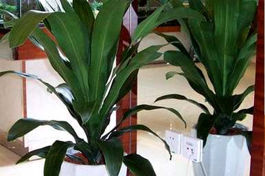 金心也门铁盆栽植物好养吗？也门铁植物怎么养？