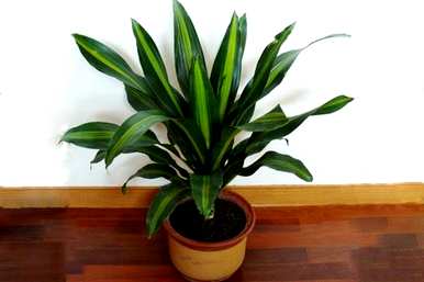 金心也门铁盆栽植物好养吗？也门铁植物怎么养？