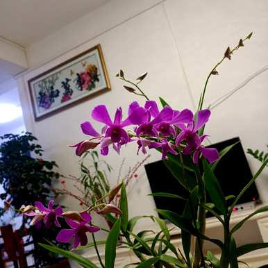 香水石斛可以种在家里吗？石斛适合在家里养吗？