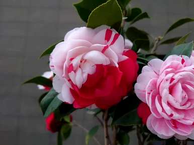 广东庭院适合种什么花，庭院适合种什么花和树