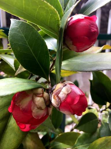 广东庭院适合种什么花，庭院适合种什么花和树