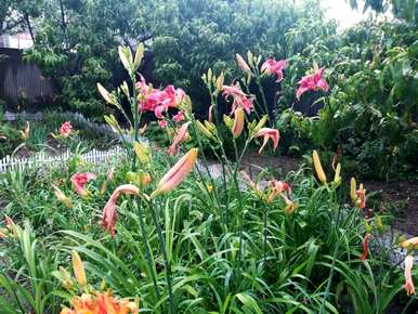 广东庭院适合种什么花，庭院适合种什么花和树