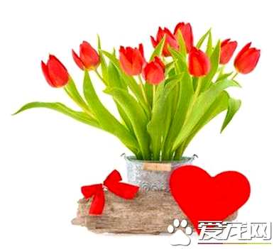 郁金香紫色开花多久？
