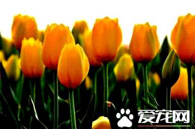 郁金香紫色开花多久？